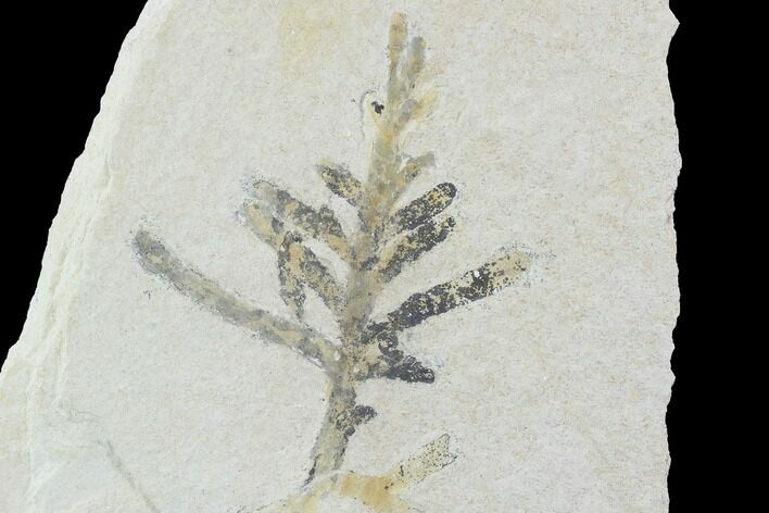 Fossil Plant (Brachyphyllum) - Solnhofen Limestone, Germany #97470